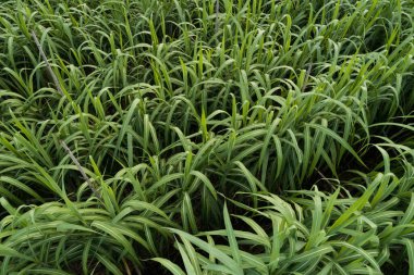 Tarlada büyüyen şeker kamışı bitkilerinin havadan görünüşü