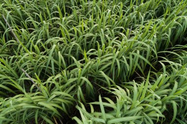 Tarlada büyüyen şeker kamışı bitkilerinin havadan görünüşü