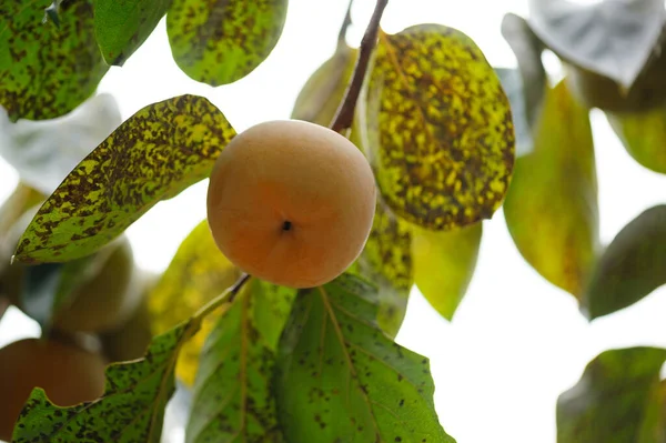 Плоды Хурмы Растут Дереве — стоковое фото
