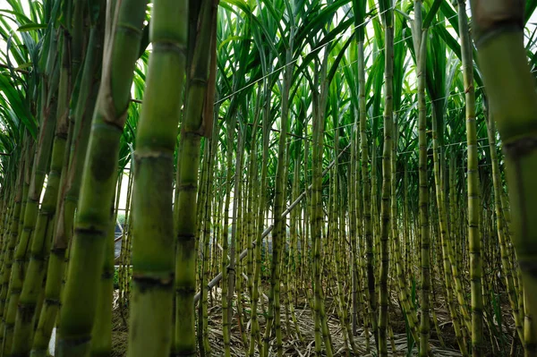 Suikerriet Planten Groeien Onder Hemel — Stockfoto