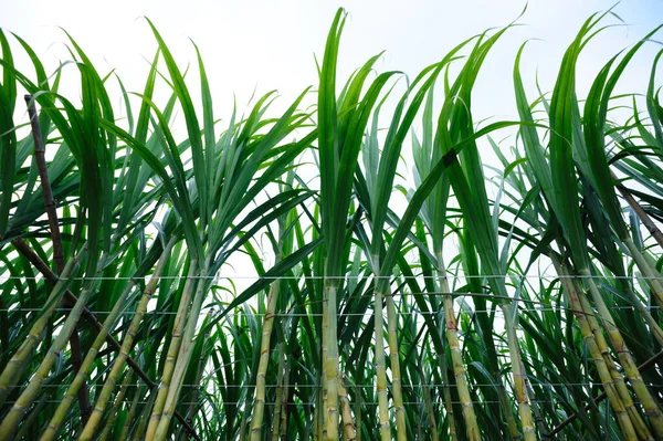 Сахарный Тростник Растет Небом — стоковое фото