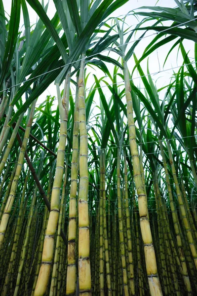 在天空下生长的甘蔗植物 — 图库照片