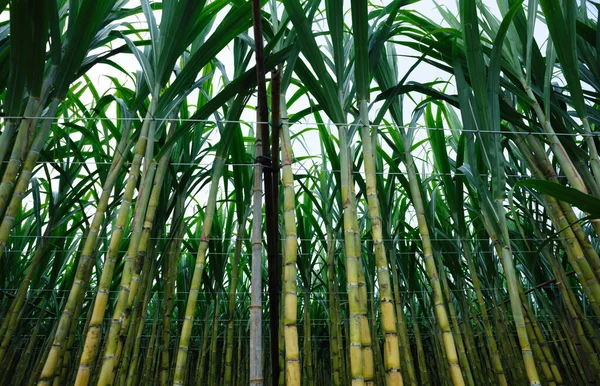 Plantes Canne Sucre Poussant Sous Ciel — Photo