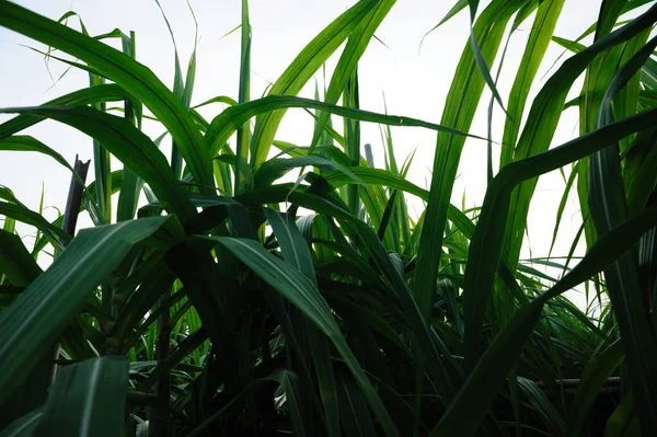 空の下で育つサトウキビの植物 — ストック写真