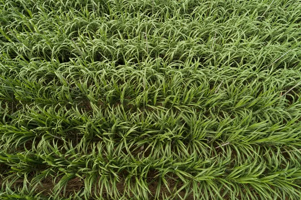 Вид Воздуха Растения Сахарного Тростника Растущие Поле — стоковое фото