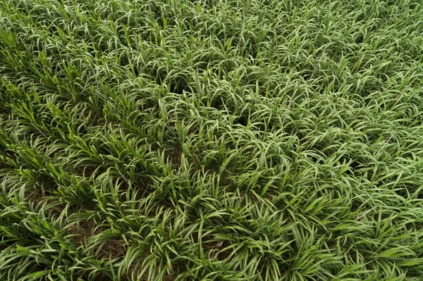 Luftaufnahme Von Zuckerrohrpflanzen Die Auf Einem Feld Wachsen — Stockfoto