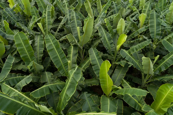 Vista Aérea Das Bananeiras Que Crescem Campo — Fotografia de Stock