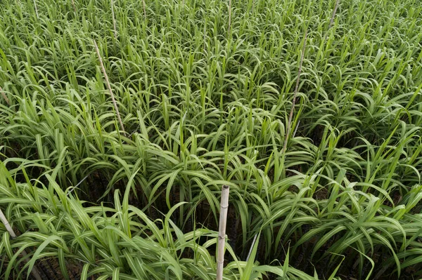 Veduta Aerea Delle Piante Canna Zucchero Che Crescono Sul Campo — Foto Stock