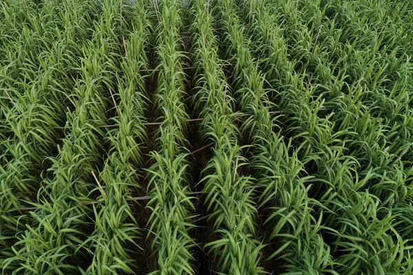 田间种植甘蔗植物的空中景观 — 图库照片