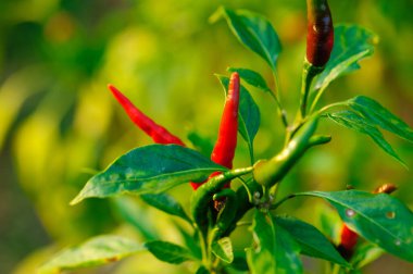 Dağlarda biber yetiştiren organik tarım