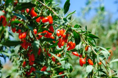 Goji meyveleri ve güneş bahçesinde bitkiler