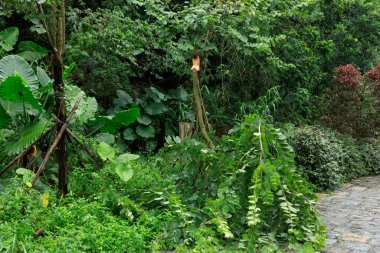 Süper tayfundan sonra ormandaki hasarlar