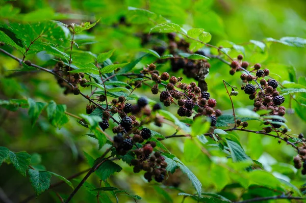 Moras Que Crecen Nautre —  Fotos de Stock