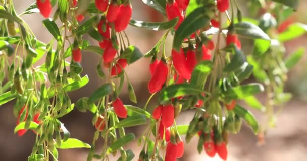 Goji Meyveleri Güneş Bahçesinde Bitkiler — Stok video