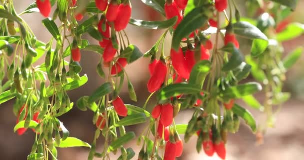 Goji Berry Frutas Plantas Jardim Sol — Vídeo de Stock
