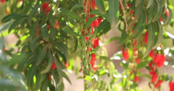 Φρούτα Και Φυτά Μούρων Goji Στον Κήπο Ηλιοφάνειας — Αρχείο Βίντεο
