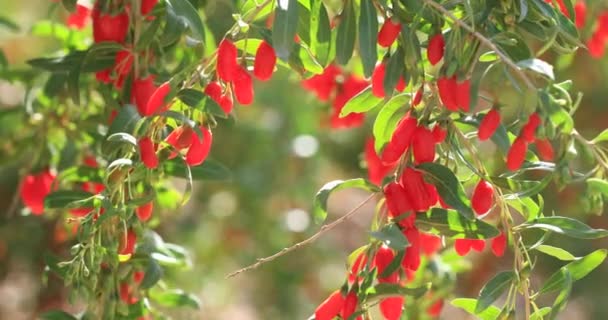 Frutos Plantas Bayas Goji Jardín Soleado — Vídeo de stock