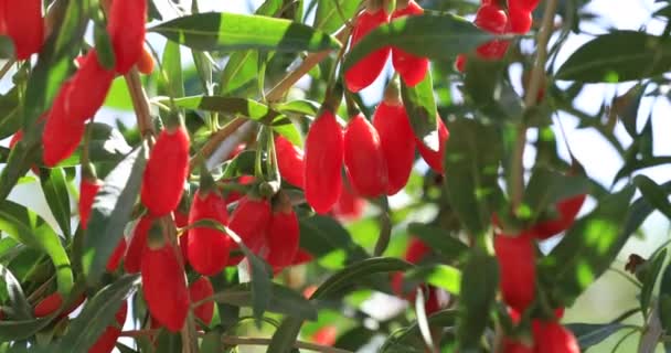 Owoce Rośliny Jagody Goji Słonecznym Ogrodzie — Wideo stockowe