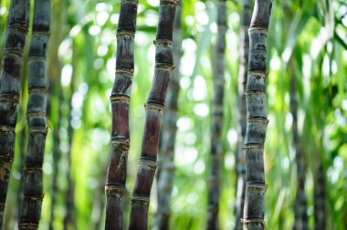 Bitkilerin yetiştiği şeker kamışı tarlası