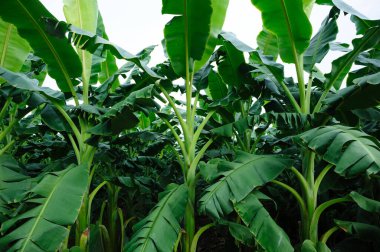 Tarlada yetişen yeşil muz ağaçları