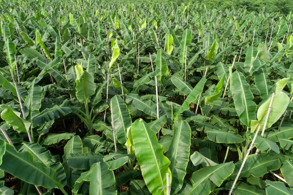 Veduta Aerea Degli Alberi Banane Che Crescono Sul Campo — Foto Stock