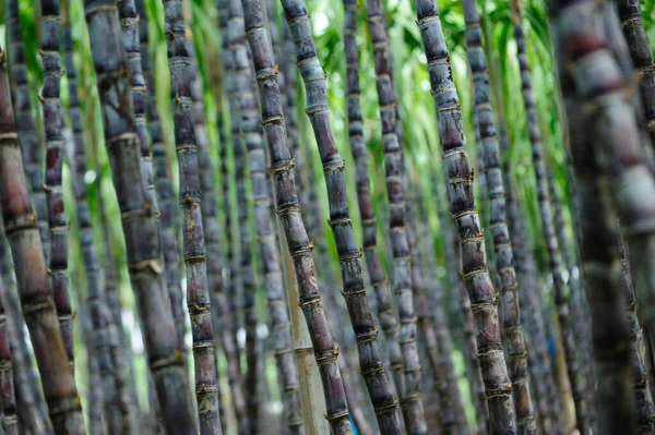 Сахарный Тростник Растениями — стоковое фото