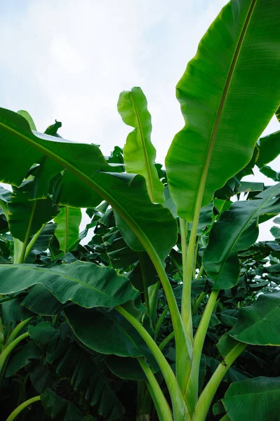 Tarlada yetişen yeşil muz ağaçları
