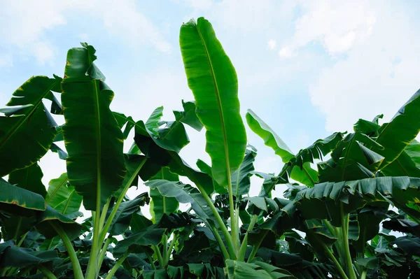 Alberi Banane Verdi Che Crescono Campo — Foto Stock