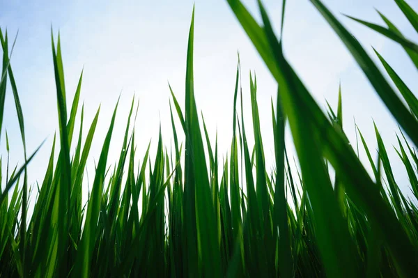 Zelené Rýžové Pole Pod Východem Slunce — Stock fotografie