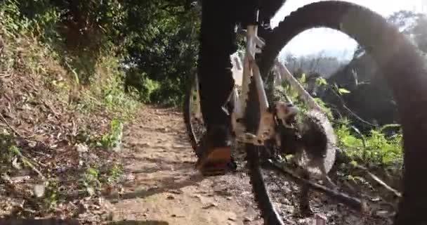 Γυναίκα Ποδηλάτης Ιππασία Ποδήλατο Στο Δάσος — Αρχείο Βίντεο