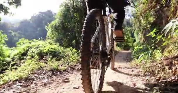 Жінка Їзда Велосипеді Лісі — стокове відео