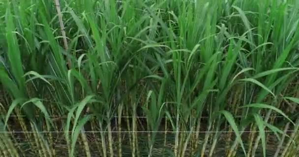 Champ Canne Sucre Avec Des Plantes Croissance — Video