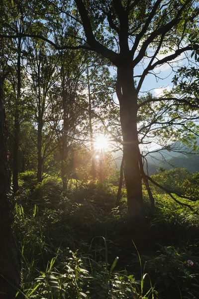 Bela Cena Floresta Enevoada Com Raios Sol Através Das Folhas — Fotografia de Stock