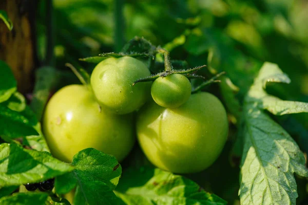 Growing Tomatoes Spring Garden — Stock Photo, Image