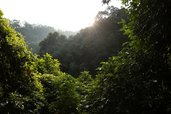 Raios Luz Nascer Sol Sobre Floresta Tropical Inverno — Fotografia de Stock