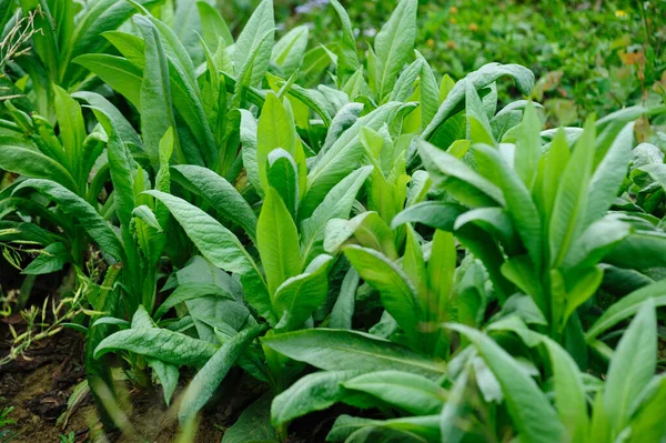 Green Leaf Lettuce Growth Vegetable Garden — Stock Photo, Image