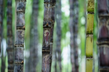 Tarlada büyüyen şeker kamışı bitkilerinin havadan görünüşü