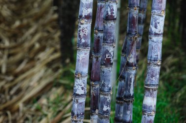 Tarlada yetişen muz ağaçlarının havadan görünüşü