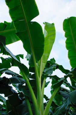 Tarlada yetişen yeşil muz ağaçları