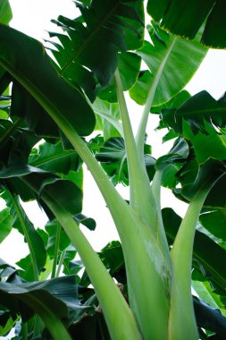 Tarlada yetişen yeşil muz ağaçları