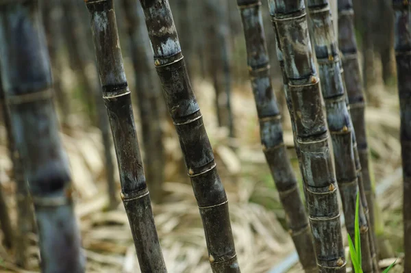 Plantas Caña Azúcar Creciendo Campo — Foto de Stock