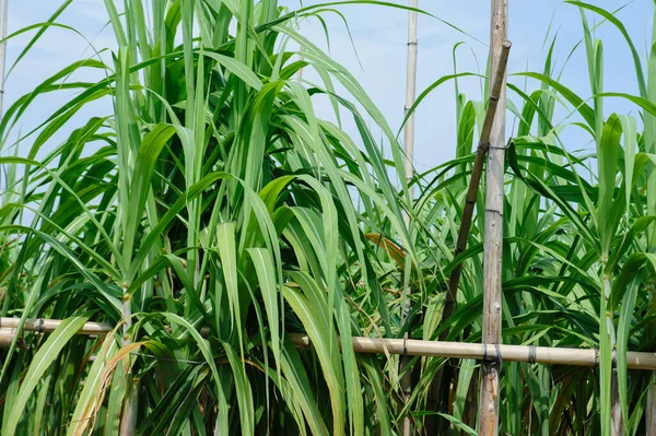 Plantas Caña Azúcar Creciendo Bajo Cielo — Foto de Stock