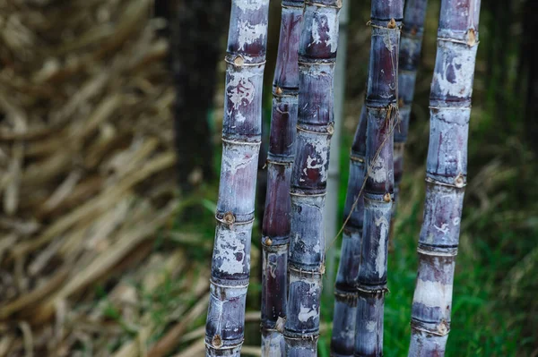 Tarlada yetişen muz ağaçlarının havadan görünüşü