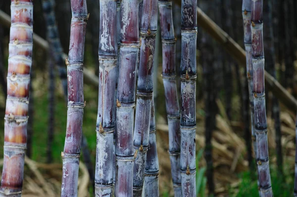 Szántóföldön Termesztett Cukornádnövények — Stock Fotó