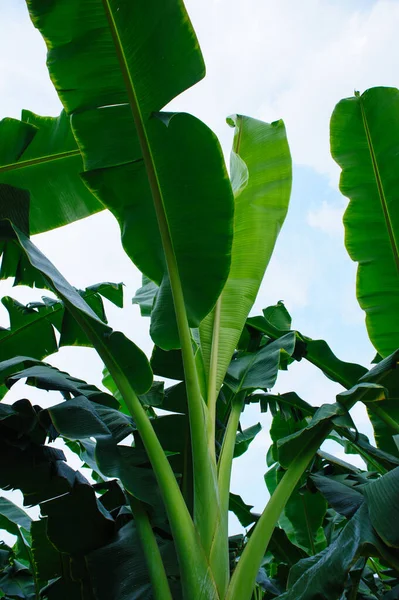 Tarlada yetişen yeşil muz ağaçları