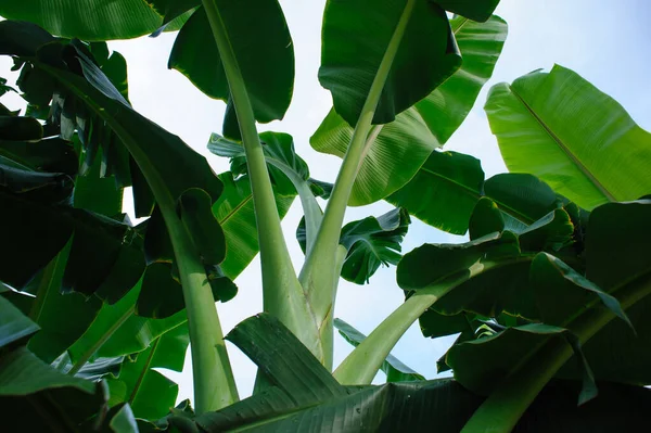 Bananeiras Verdes Que Crescem Campo — Fotografia de Stock