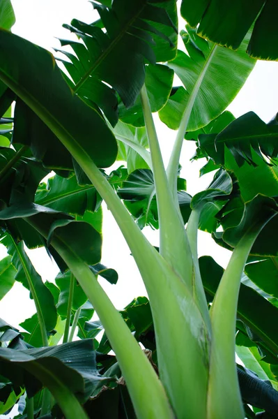 Tarlada yetişen yeşil muz ağaçları