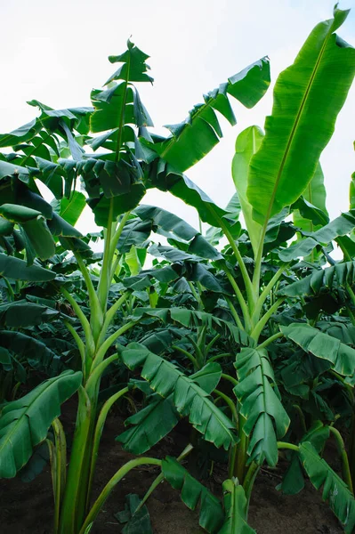 Tarlada yetişen yeşil muz ağaçları