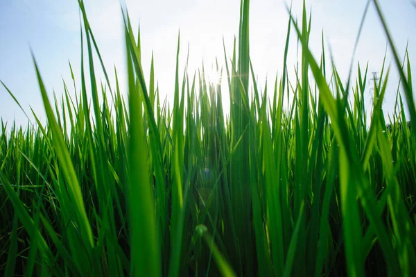 Campo Arroz Verde Bajo Cielo Del Amanecer —  Fotos de Stock