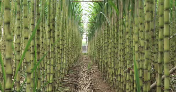 Plantas Caña Azúcar Creciendo Campo — Vídeos de Stock